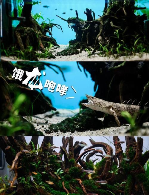紅龍魚缸造景圖片高清壁紙