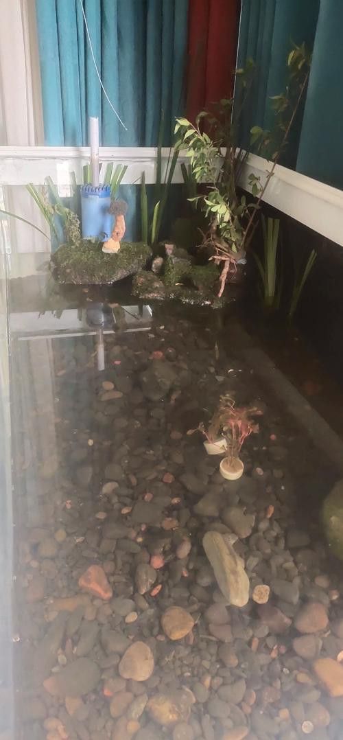 紅龍魚缸造景圖片高清壁紙