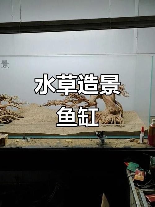 紅龍魚缸造景圖片高清壁紙