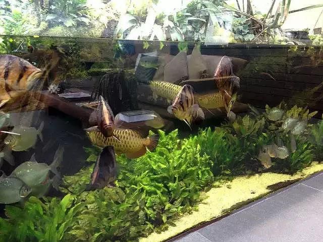 紅龍魚缸造景圖片高清壁紙
