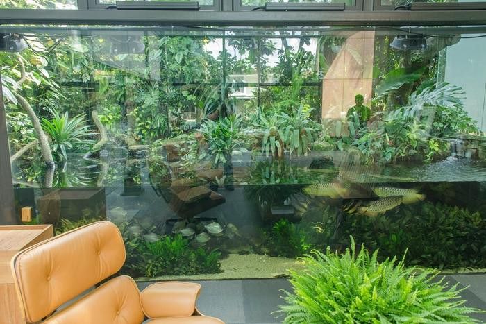 紅龍魚缸造景圖片高清壁紙