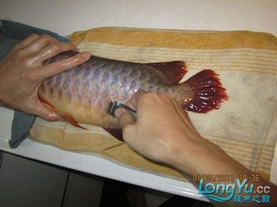 給龍魚做手術多少錢一次：龍魚做手術多少錢一次