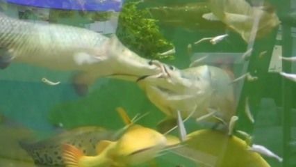 金龍魚長時間不吃食怎么辦