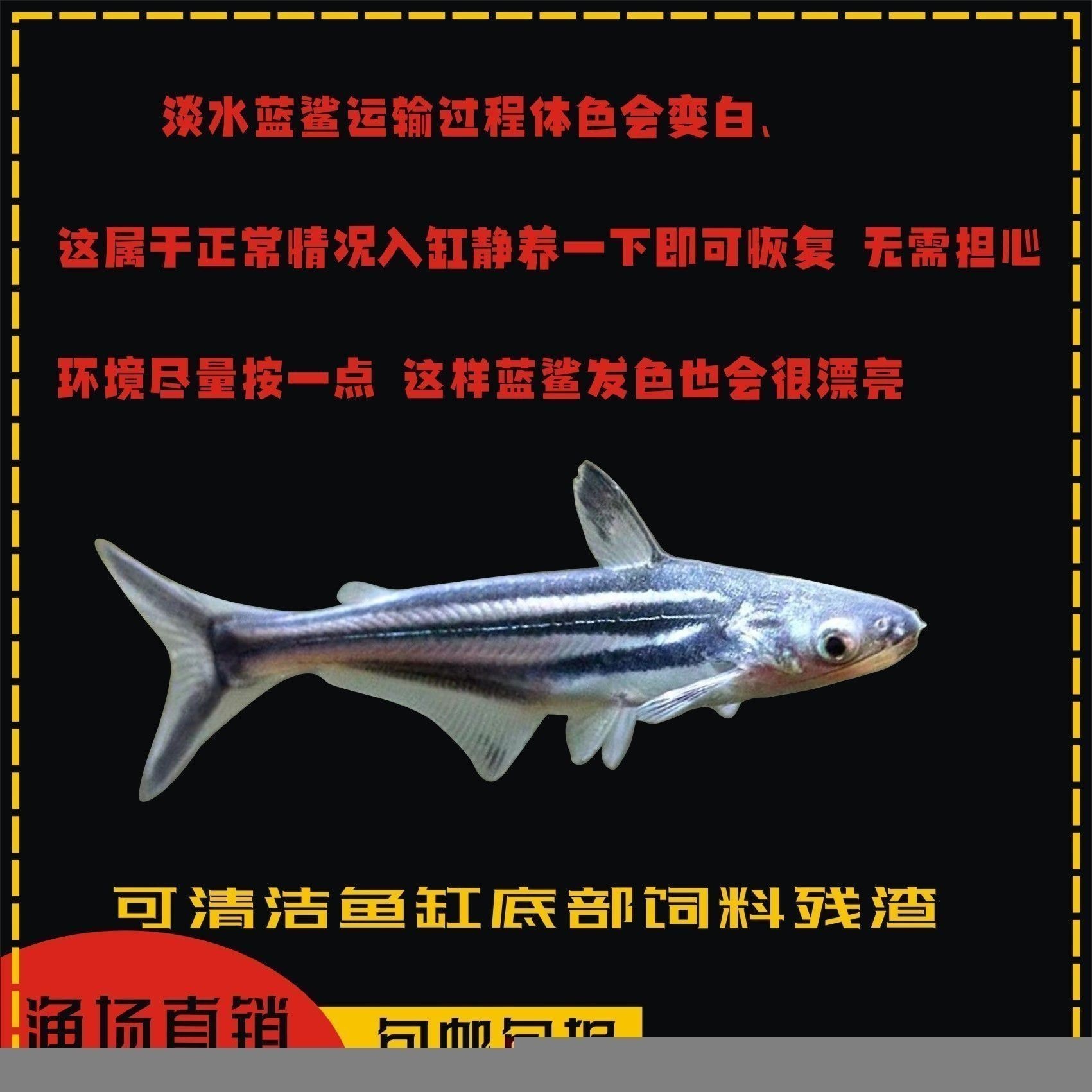 能和龍魚一起養的清潔魚是什么魚，與龍魚共養的清潔魚