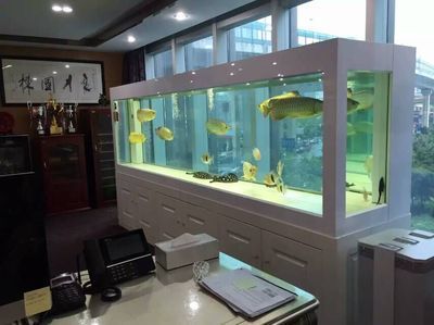 龍魚缸用什么清潔魚最好：十大魚缸清潔魚缸清潔魚排行什么魚清潔魚排行什么魚缸最好