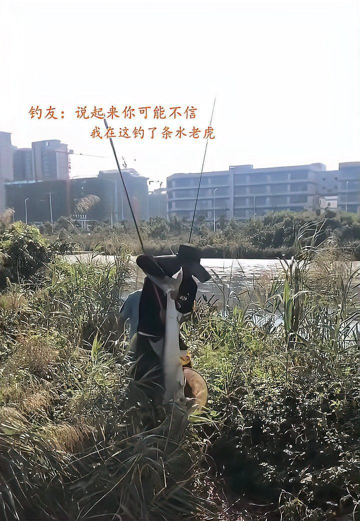 老虎魚能長到一億厘米嗎