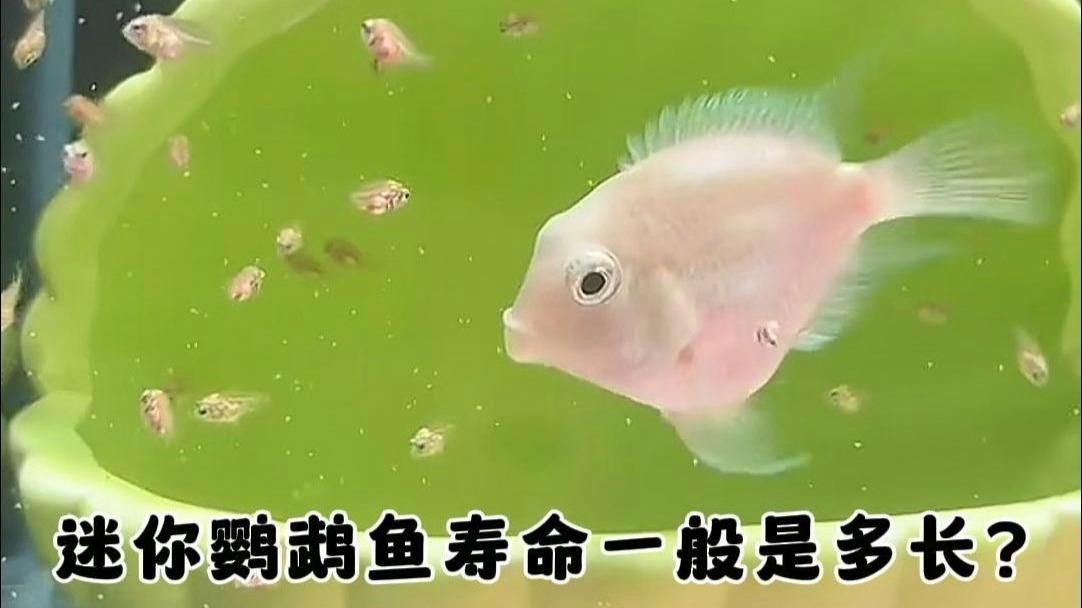 龍魚吃蝦的好處（龍魚吃蝦有哪些好處？）