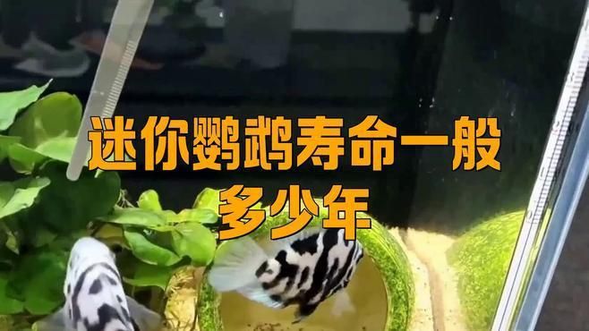 龍魚吃蝦的好處（龍魚吃蝦有哪些好處？）