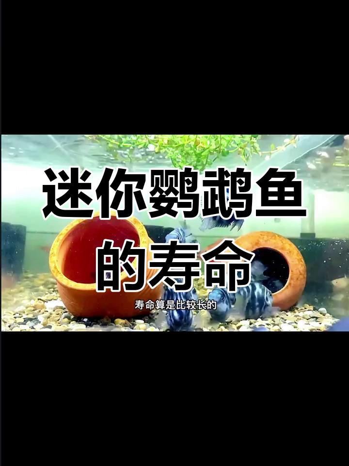 龍魚吃蝦的好處（龍魚吃蝦有哪些好處？）