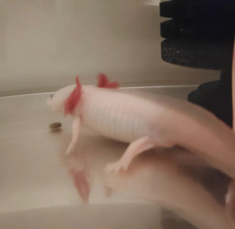 如何預防恐龍魚腹水的發生？