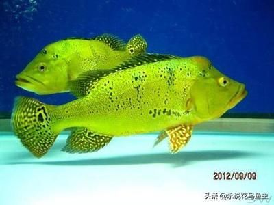 巴西亞魚繁殖技巧分享（何觀察巴西亞魚的繁殖技巧）