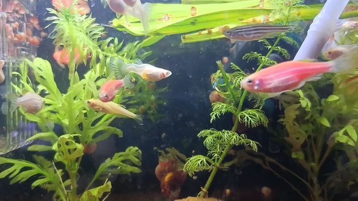 巴西亞魚繁殖技巧分享（何觀察巴西亞魚的繁殖技巧）