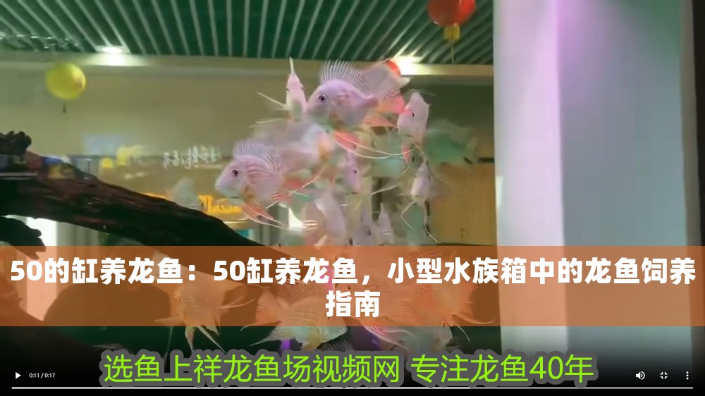 50的缸養龍魚：50缸養龍魚，小型水族箱中的龍魚飼養指南