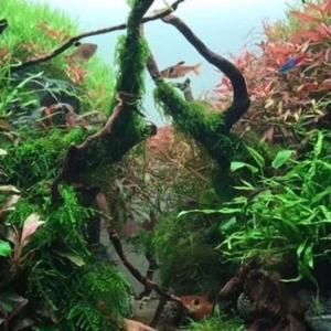 龍魚需要造景嗎視頻：龍魚缸造景的方法和注意事項(xiàng)，龍魚造景的方法和注意事項(xiàng)
