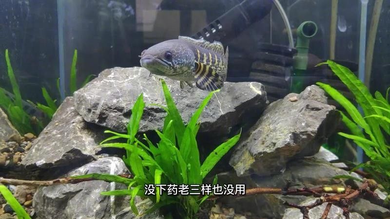 雷龍魚眼睛白膜病會自愈嗎？