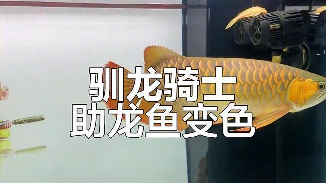 龍魚(yú)發(fā)色前什么顏色
