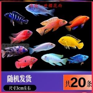 龍魚配薩依藍（薩伊藍魚和龍魚可以混養嗎？）