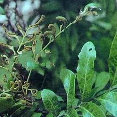 龍眼鬼帚病如何防治？