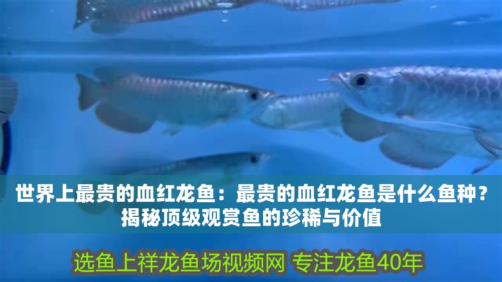 世界上最貴的血紅龍魚：最貴的血紅龍魚是什么魚種？揭秘頂級觀賞魚的珍稀與價值