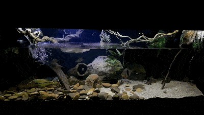 龍魚(yú)新缸開(kāi)缸方法圖解：龍魚(yú)開(kāi)缸方法圖解