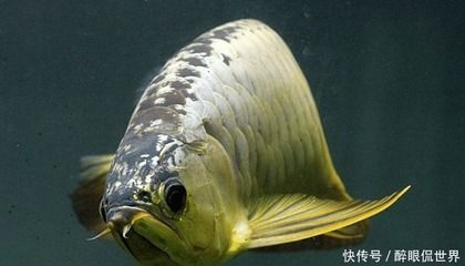 金龍魚不吃小金魚：金龍魚不吃小金魚怎么辦