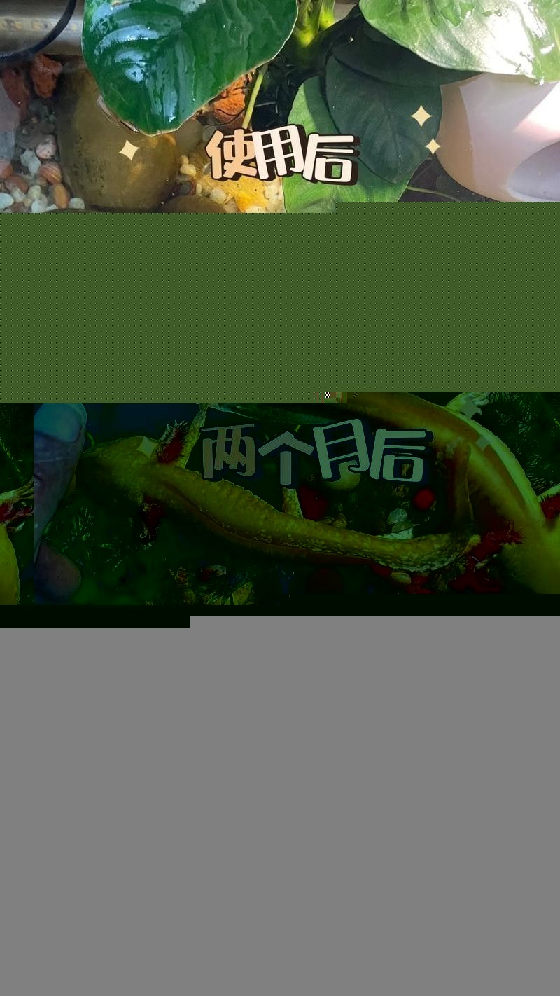 六角恐龍魚怎么養(yǎng)及喂養(yǎng)技巧圖片欣賞