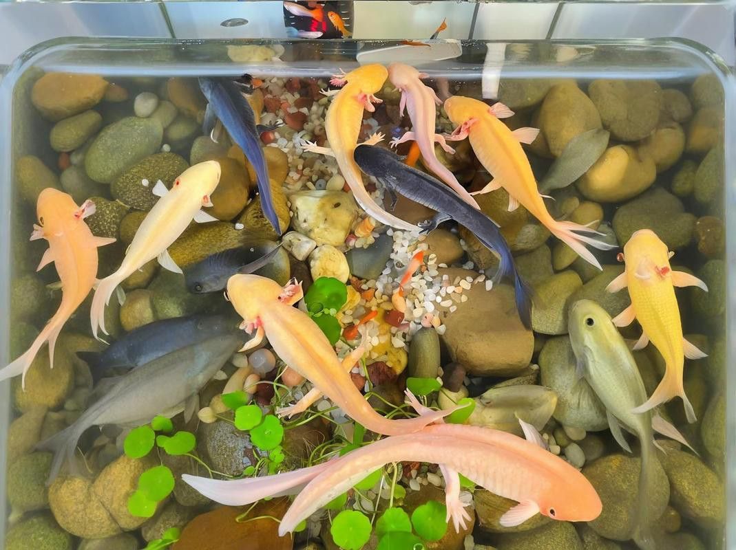 六角恐龍魚怎么養(yǎng)及喂養(yǎng)技巧圖片欣賞