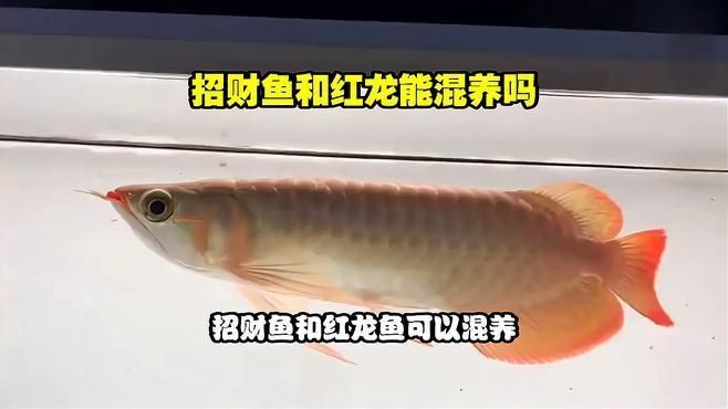 如何判斷招財貓魚和龍魚是否相處融洽？