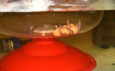 龍魚苗子什么時候有卵泡出現：龍魚苗子什么時候會有卵泡出現