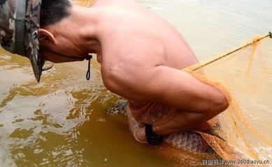 龍魚苗子什么時候有卵泡出現：龍魚苗子什么時候會有卵泡出現