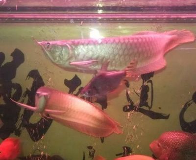 黃鰭鯧和龍魚適合混養嗎：黃鰭鯧和龍魚混養怎么樣