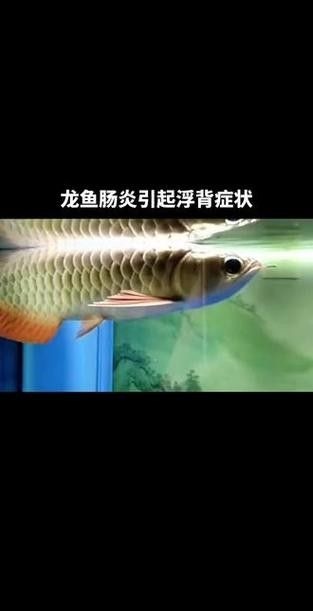 龍魚5個月不吃食怎么辦