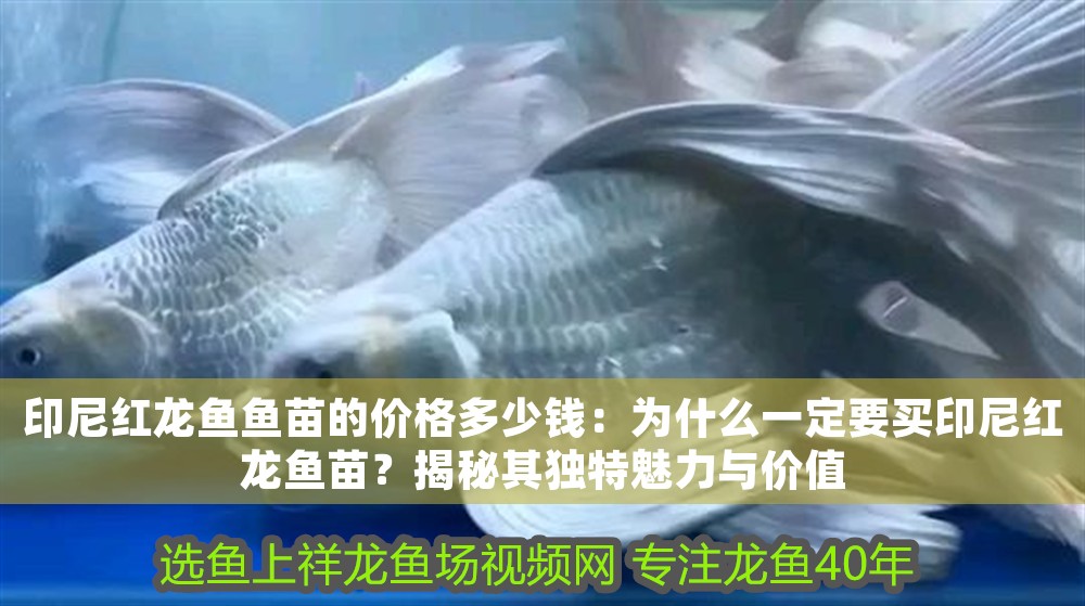 印尼紅龍魚魚苗的價格多少錢：為什么一定要買印尼紅龍魚苗？揭秘其獨(dú)特魅力與價值