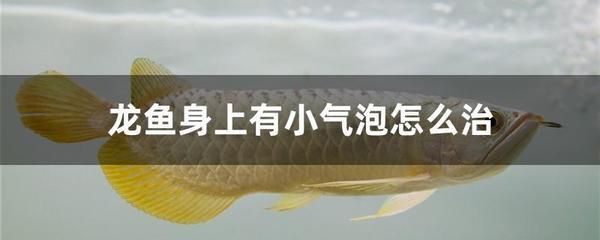 龍魚身上掛著一些小氣泡怎么辦（龍魚身上出現(xiàn)小氣泡可能由多種因素引起，其中一種可能是氣泡病）