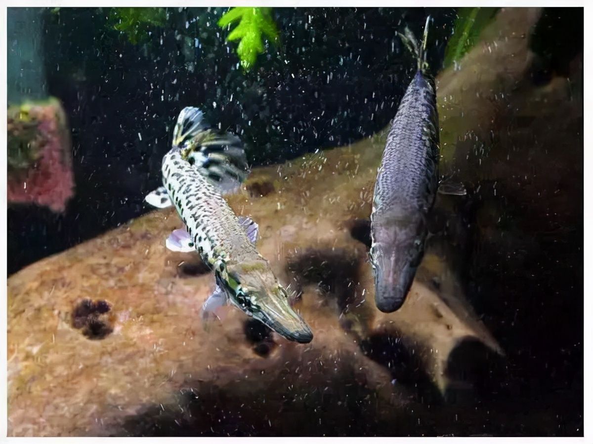 銀龍魚黃金貓魚混養(yǎng)注意事項(xiàng)：銀龍魚與黃金貓魚混養(yǎng)時(shí)需要注意的事項(xiàng)