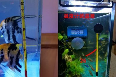 龍魚缸加熱棒怎么計算溫度：龍魚缸加熱棒怎么計算溫度龍魚缸加熱棒溫度計算方法