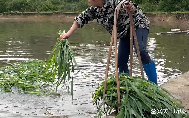 龍魚缸水草施肥的最佳時(shí)機(jī)是什么時(shí)候？