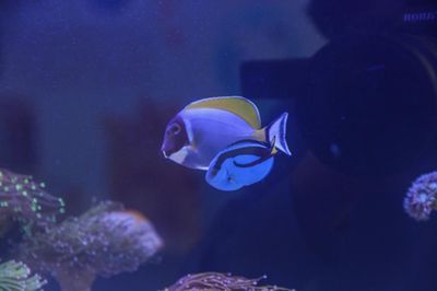 龍魚搭配什么清潔魚最好養（適合與龍魚混養的清潔魚）