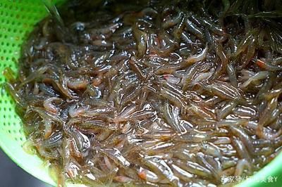 龍魚怎么喂蝦米蟲子：如何喂食龍魚蝦米和蟲子