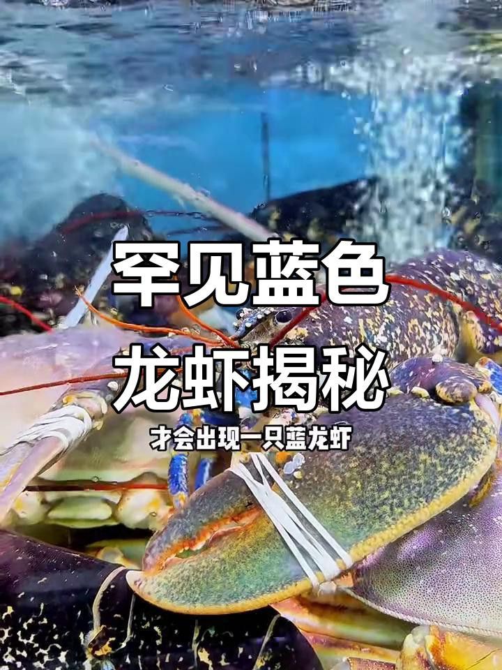 藍(lán)色龍蝦為何如此稀有？