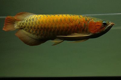 龍魚長什么樣子啊？：龍魚是一種古老的原始淡水魚類具有獨特的外形特征