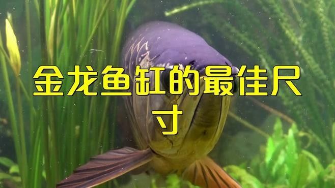 龍魚缸寬度多少合適養魚