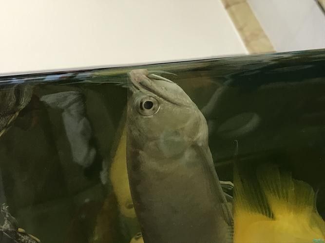銀龍魚嘴巴撞爛了用治療嗎圖片