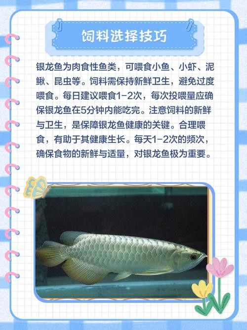 銀龍魚嘴巴撞爛了用治療嗎圖片