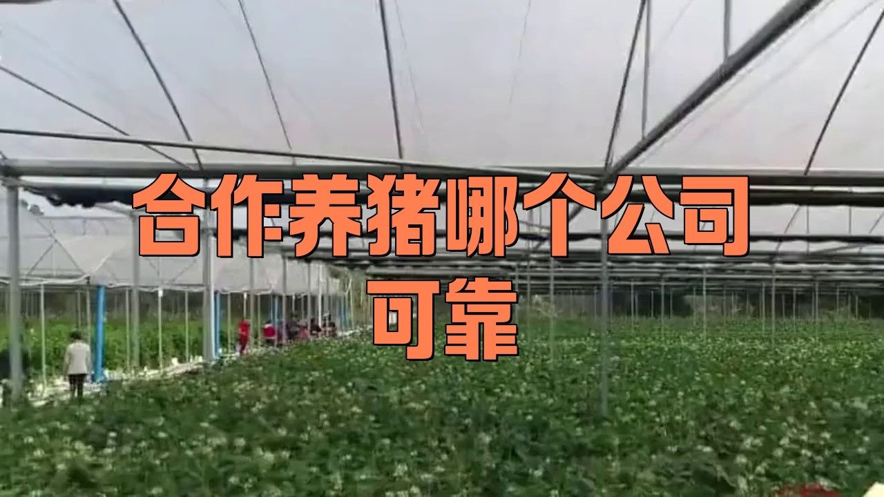 這些品牌或養(yǎng)殖場中哪個口碑最好？