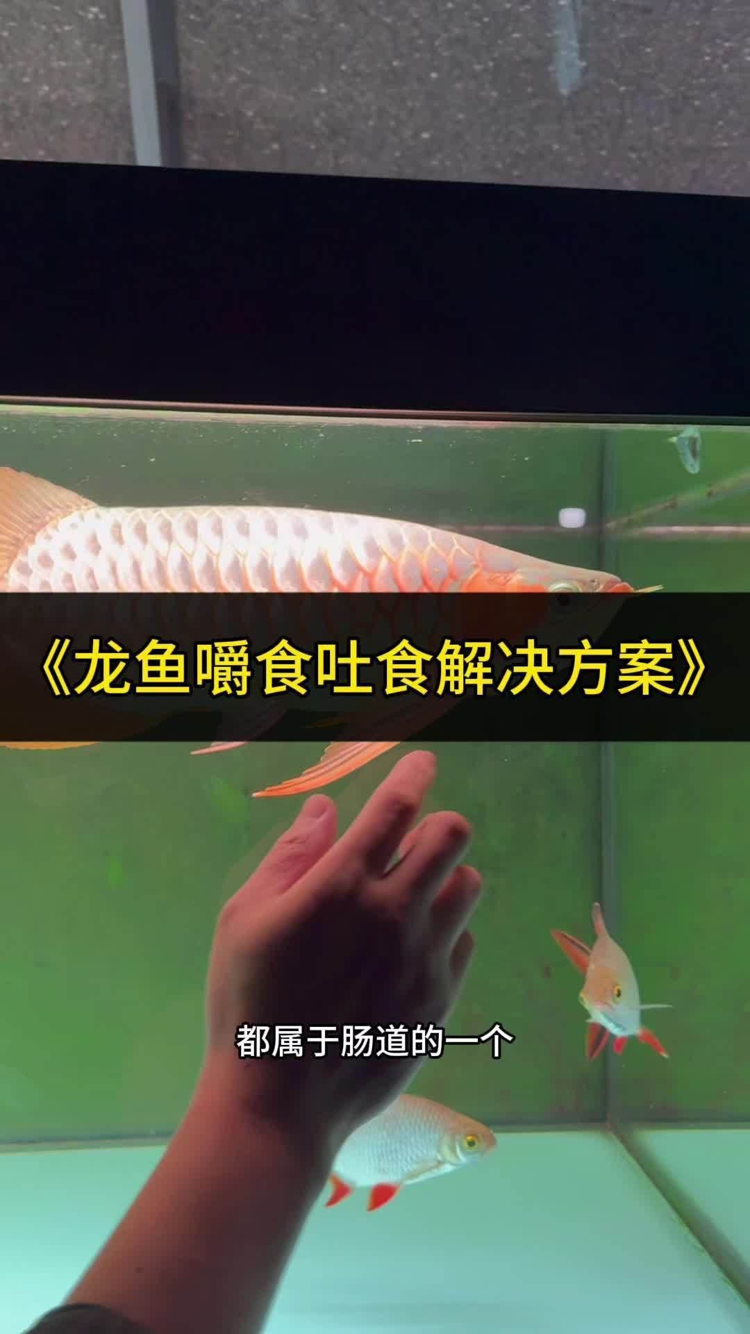 銀龍魚和飛鳳魚混養會打架嗎？ 銀龍魚和飛鳳魚混養會打架嗎？ 龍魚百科 第3張