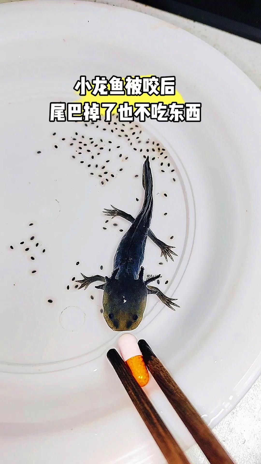 如何預(yù)防龍魚再次被咬？