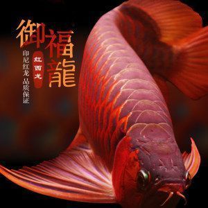 紅龍魚狀態不好怎么辦【如何改善紅龍魚的狀態】