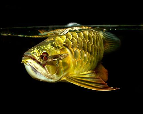 龍魚長時間不吃蝦仁可以嗎，龍魚不吃蝦仁可以嗎：龍魚不吃蝦仁是一個問題嗎？