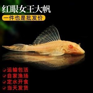 龍魚漁場批發：廣州龍魚批發市場挑選技巧祥龍漁場龍魚市場挑選技巧